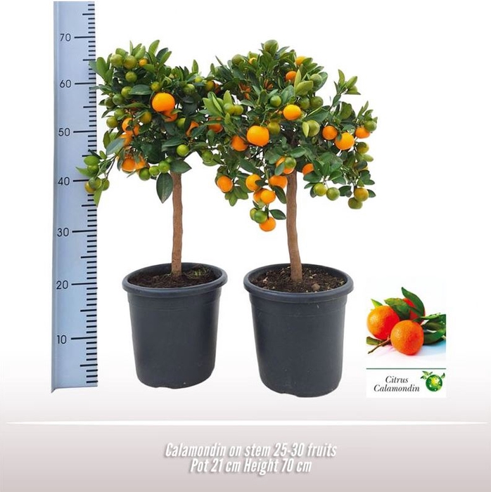 <h4>Calamondin op stam</h4>