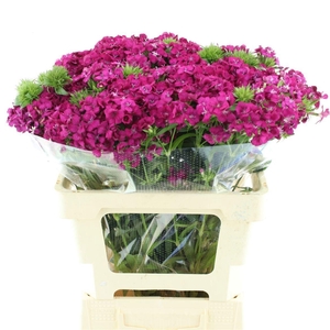 DI BARB AM NEON CHER