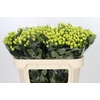 Hypericum Smiley Romance