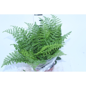 ASPLENIUM PARVATI P17
