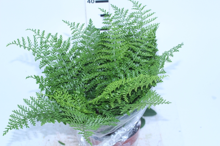 ASPLENIUM PARVATI P17