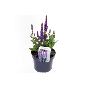Salvia nemorosa Sens comp Deep Blue