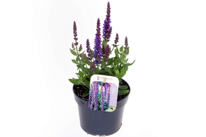 <h4>Salvia nemorosa Sens comp Deep Blue</h4>
