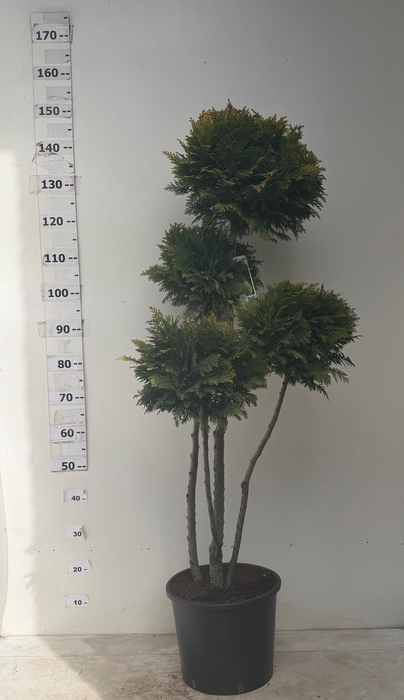 <h4>CHAM L STARDUST</h4>