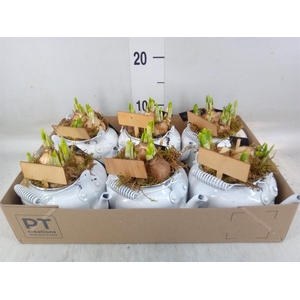 Arr.  Narcissus Tete Tete L%