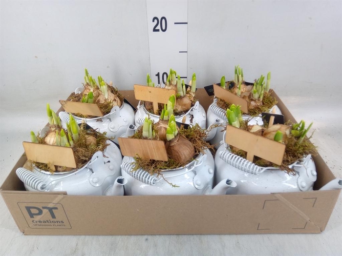 <h4>Arr. Narcissus Tete Tete L%</h4>