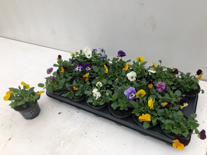 <h4>VIOLA CORNUTA SORBET MIX P9</h4>