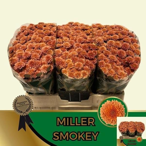 <h4>CHR SAN MILLER SMOKEY</h4>