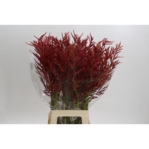 Bromelia Red Paloma