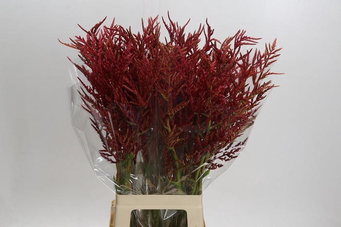 <h4>Bromelia Red Paloma</h4>