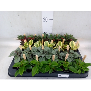 Peperomia   ...mix