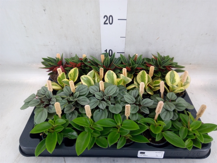 <h4>Peperomia   ...mix</h4>