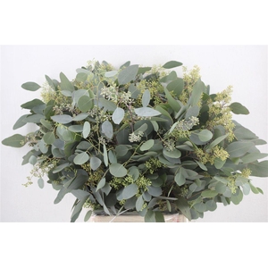 Euca Populus Berry 300gr P Bunch