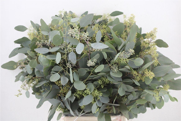 <h4>Euca Populus Berry 300gr P Bunch</h4>