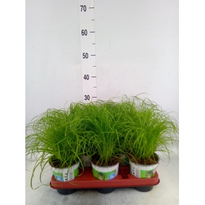 Cyperus alternifolius 'Zumula'