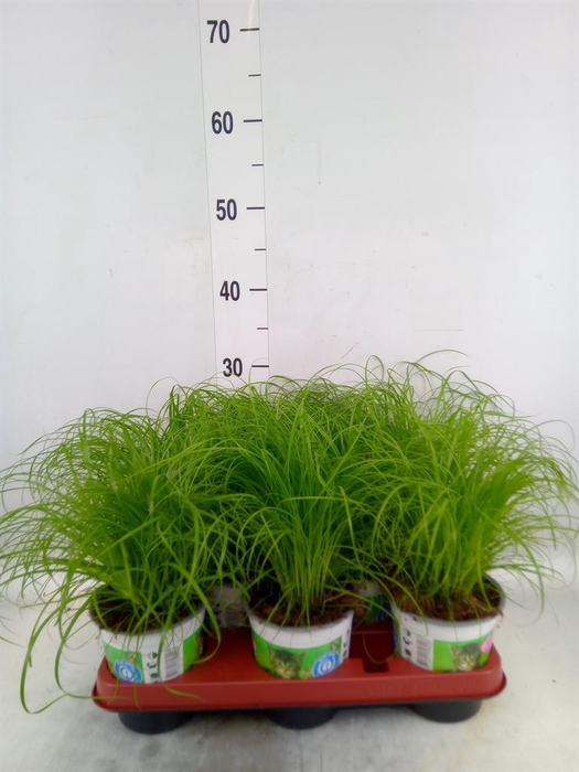 <h4>Cyperus alternifolius 'Zumula'</h4>