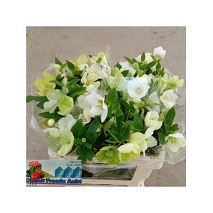 HELL OR QUEENS WHITE