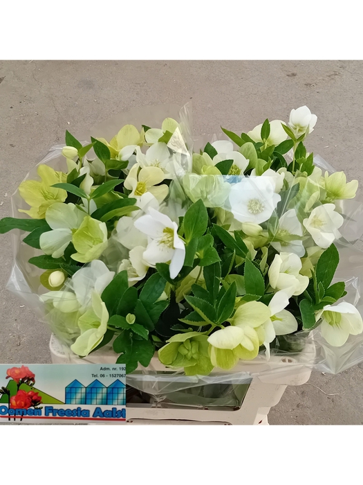 <h4>HELL OR QUEENS WHITE</h4>