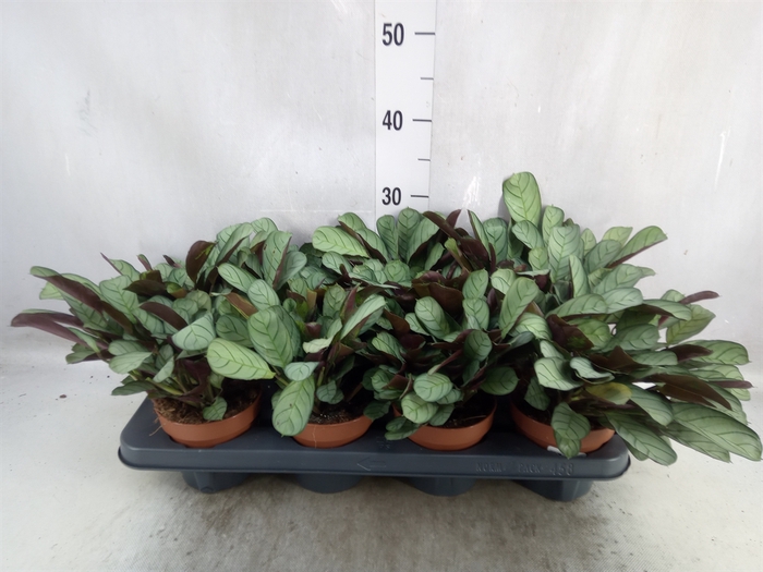 <h4>Ctenanthe burle-marxii 'Amagris'</h4>