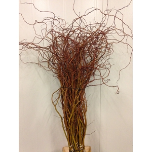 Salix Curly Willow Red Per Bunch