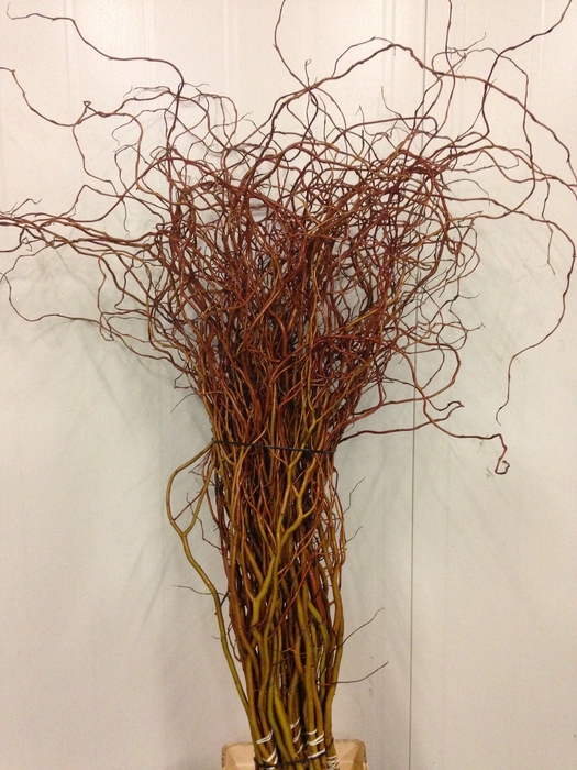 <h4>Salix Curly Willow Red Per Bunch</h4>