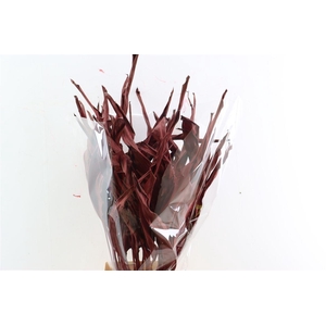 Dried Strelitziablad Bordeaux P Stem
