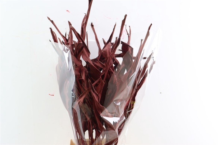 <h4>Dried Strelitziablad Bordeaux P Stem</h4>