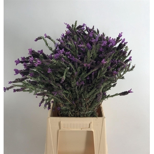 LAVANDULA STOECHAS