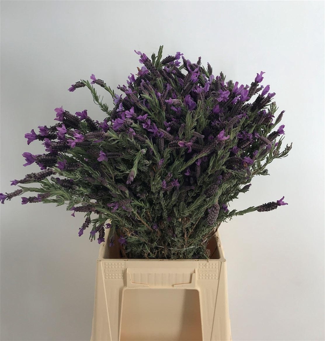 <h4>LAVANDULA STOECHAS</h4>