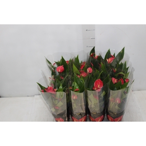 ANTHURIUM MINI MILLION FLOWERS P09