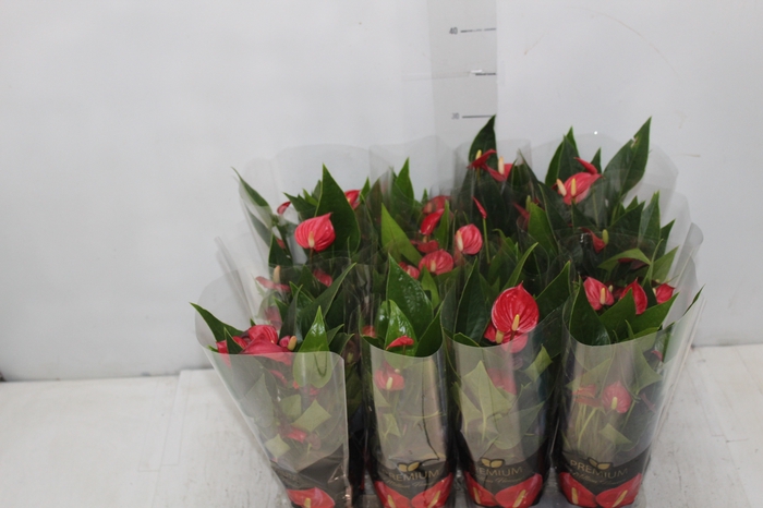 <h4>ANTHURIUM MINI MILLION FLOWERS P09</h4>