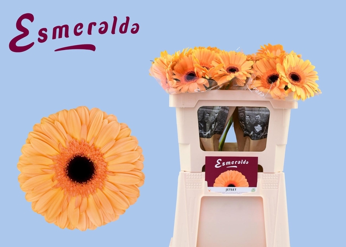 <h4>GE GR JETSET</h4>