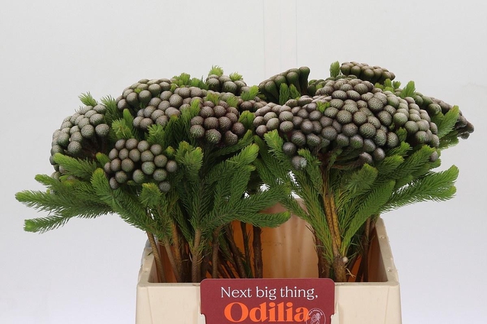 <h4>BRUN ALBIFLORA</h4>