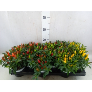 Capsicum annuum 'Joker'