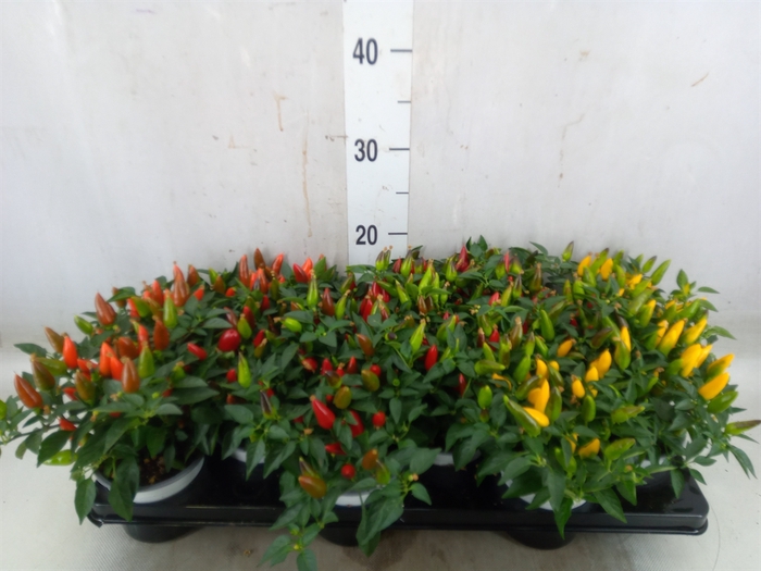 <h4>Capsicum annuum 'Joker'</h4>
