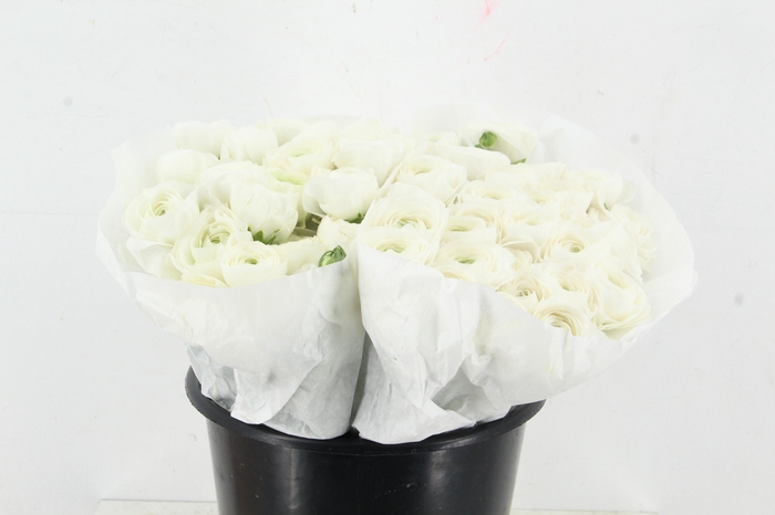 <h4>RAN SUCCES WHITE</h4>