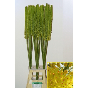 Eremurus Yellow Cleo