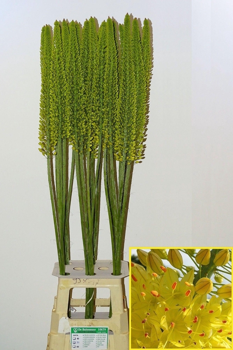 <h4>Eremurus Yellow Cleo</h4>