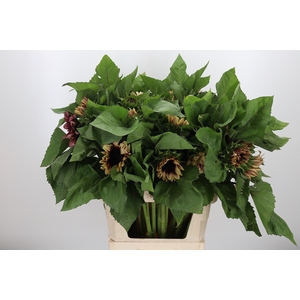 Helianthus Overig