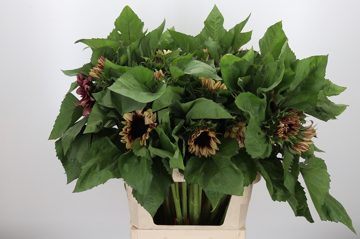 <h4>Helianthus Overig</h4>