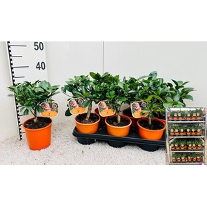 CITR MICROCARPA