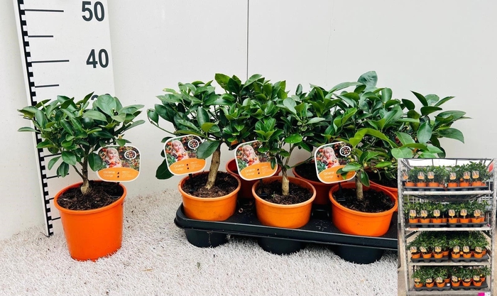 <h4>CITR MICROCARPA</h4>