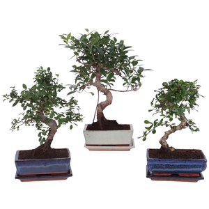 Bonsai   ...mix