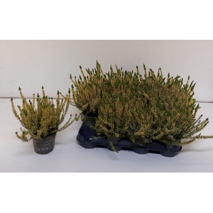 Calluna geverfd geel 10