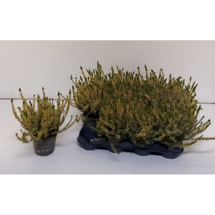 <h4>Calluna geverfd geel 10</h4>
