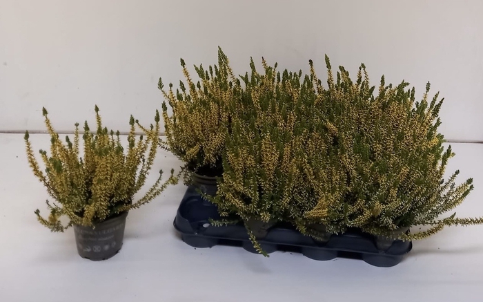 Calluna geverfd geel 10
