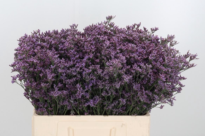 <h4>Lim Saf Pink Sky</h4>