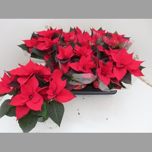 EUPHOR P CHR UNIVERS