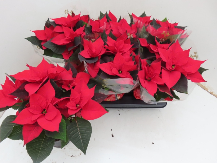 <h4>EUPHOR P CHR UNIVERS</h4>