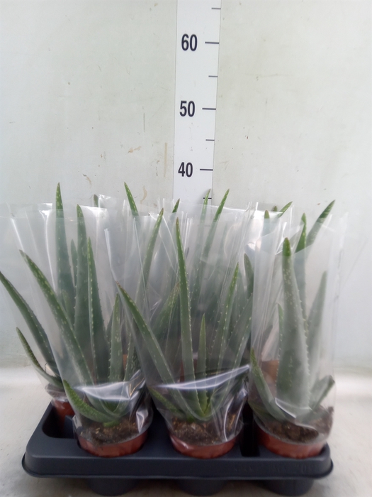 <h4>Aloe vera</h4>